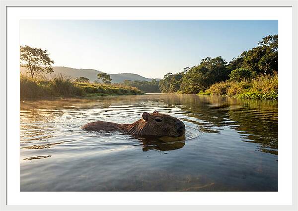 Capybara Swimming In Serenity