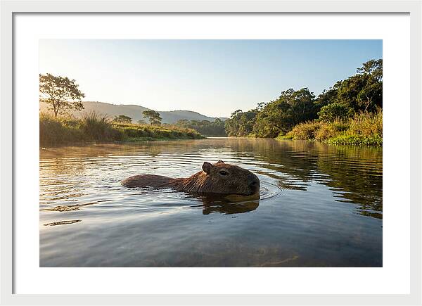 Capybara Swimming In Serenity