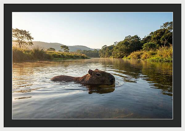 Capybara Swimming In Serenity