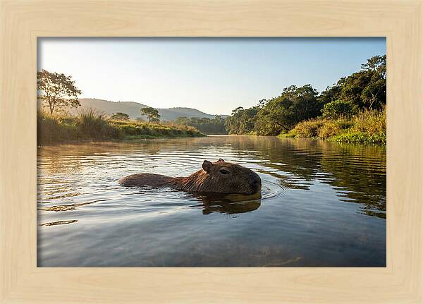 Capybara Swimming In Serenity