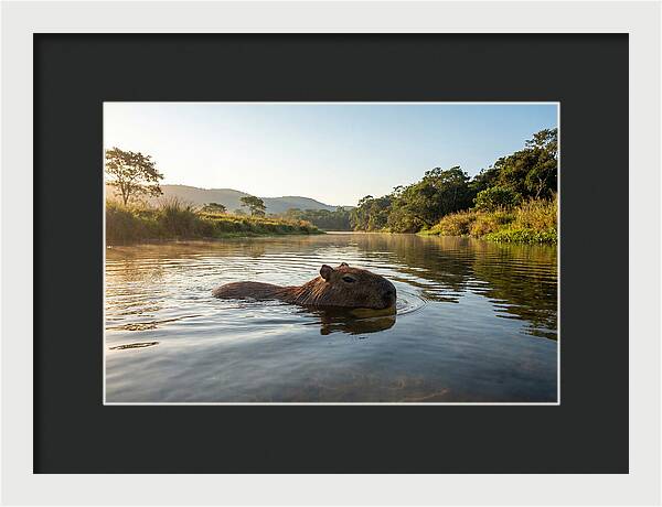 Capybara Swimming In Serenity