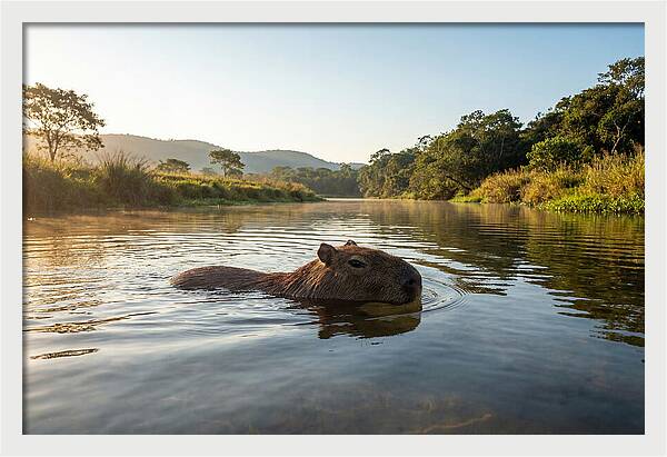 Capybara Swimming In Serenity