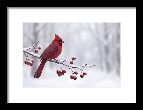 Cardinal On Snowy Branch