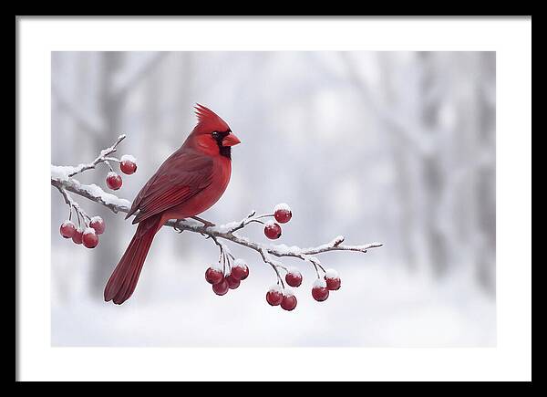 Cardinal On Snowy Branch