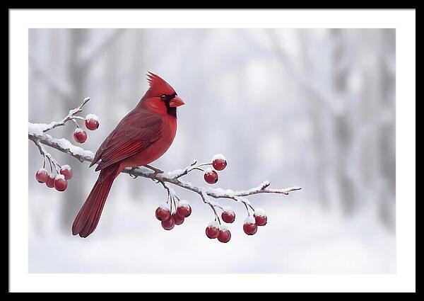 Cardinal On Snowy Branch