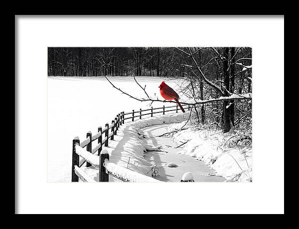 Cardinal Perched In Winter Wonderland