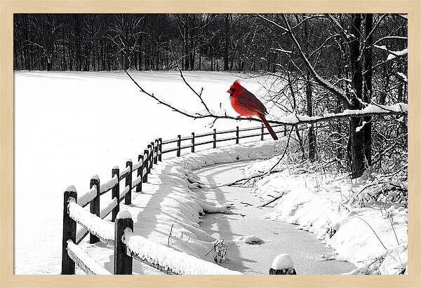 Cardinal Perched In Winter Wonderland