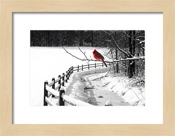 Cardinal Perched In Winter Wonderland