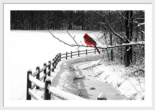 Cardinal Perched In Winter Wonderland