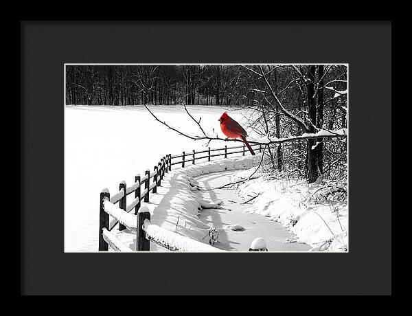 Cardinal Perched In Winter Wonderland