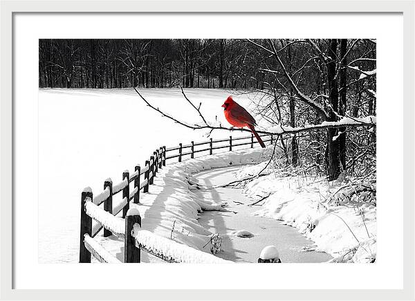 Cardinal Perched In Winter Wonderland