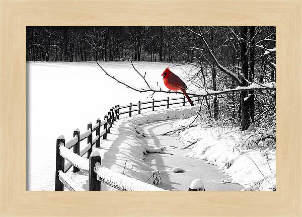 Cardinal Perched In Winter Wonderland