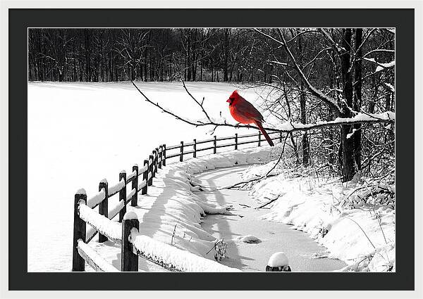 Cardinal Perched In Winter Wonderland