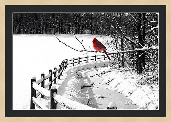 Cardinal Perched In Winter Wonderland