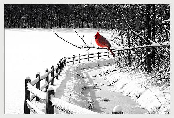 Cardinal Perched In Winter Wonderland