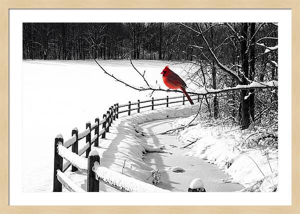 Cardinal Perched In Winter Wonderland