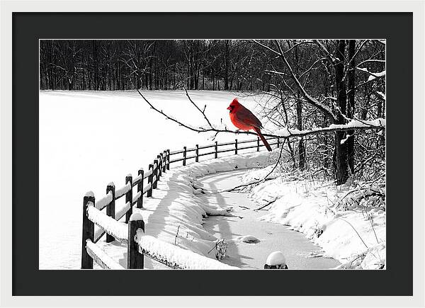 Cardinal Perched In Winter Wonderland