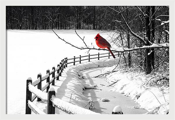 Cardinal Perched In Winter Wonderland