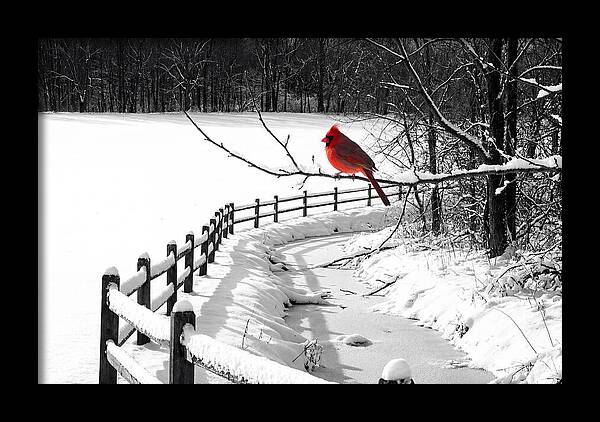 Cardinal Perched In Winter Wonderland