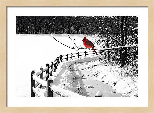 Cardinal Perched In Winter Wonderland