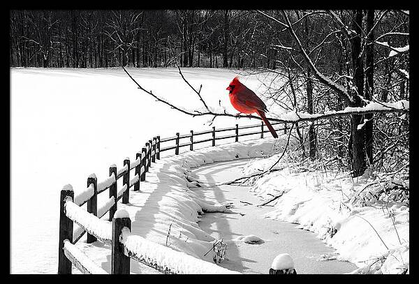 Cardinal Perched In Winter Wonderland