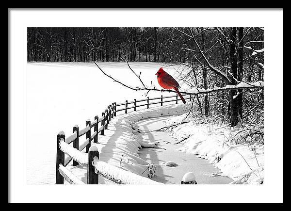 Cardinal Perched In Winter Wonderland