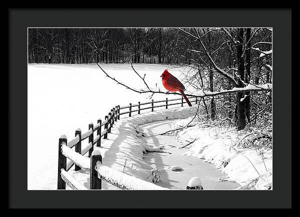 Cardinal Perched In Winter Wonderland