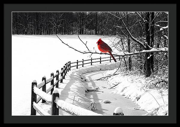 Cardinal Perched In Winter Wonderland