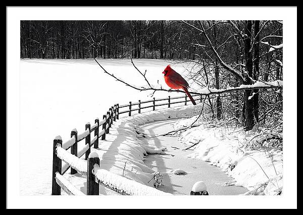 Cardinal Perched In Winter Wonderland