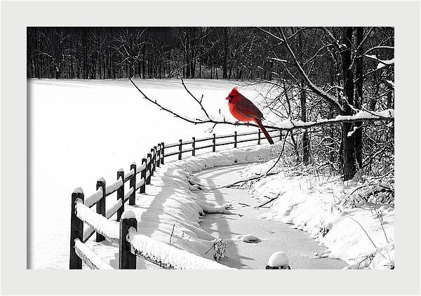 Cardinal Perched In Winter Wonderland