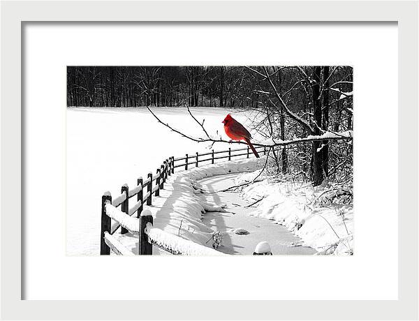Cardinal Perched In Winter Wonderland