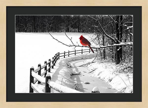 Cardinal Perched In Winter Wonderland