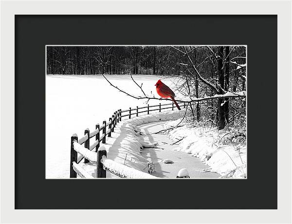 Cardinal Perched In Winter Wonderland
