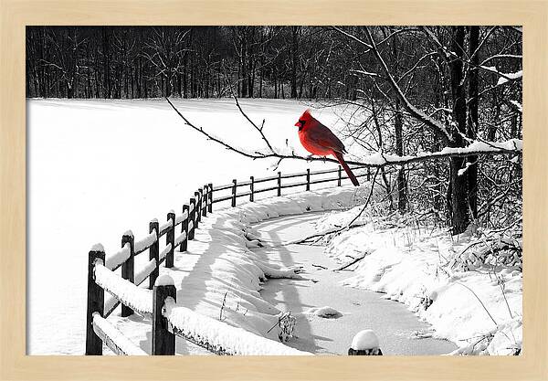 Cardinal Perched In Winter Wonderland
