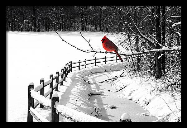 Cardinal Perched In Winter Wonderland