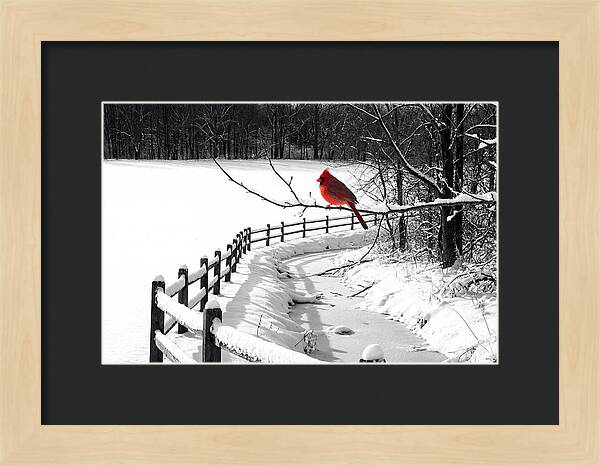 Cardinal Perched In Winter Wonderland