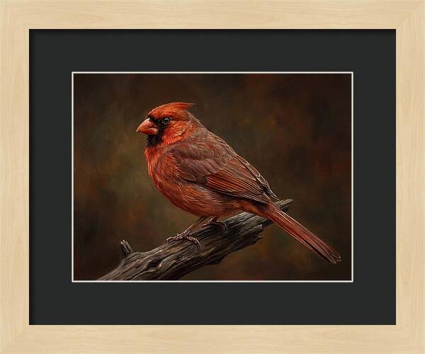 Cardinal Perched On Branch
