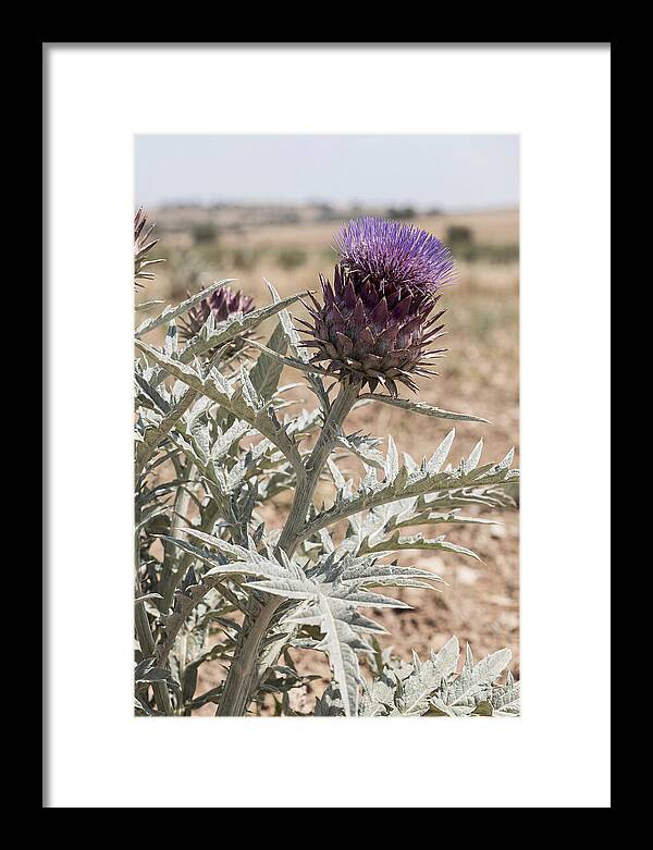 Cardoon With Dramatic Silvery Leaves