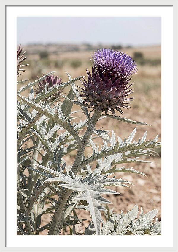 Cardoon With Dramatic Silvery Leaves