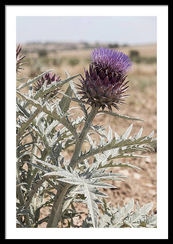 Cardoon With Dramatic Silvery Leaves