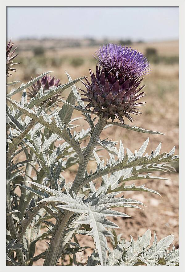 Cardoon With Dramatic Silvery Leaves