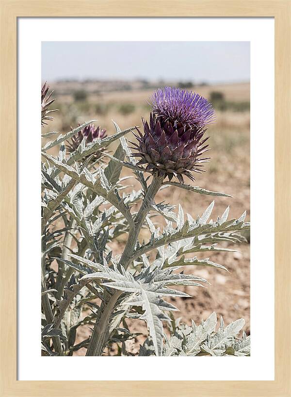 Cardoon With Dramatic Silvery Leaves