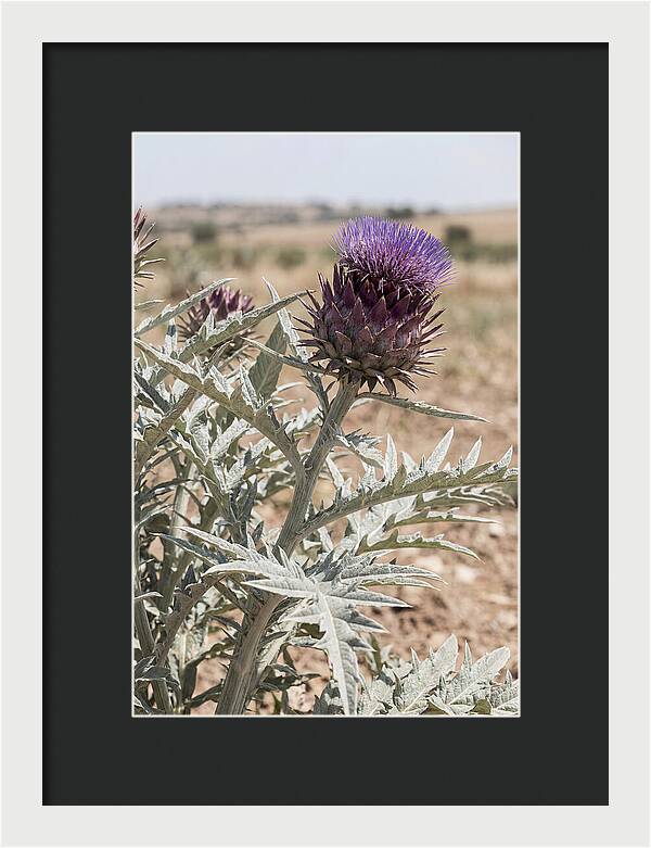 Cardoon With Dramatic Silvery Leaves