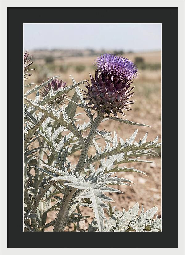 Cardoon With Dramatic Silvery Leaves