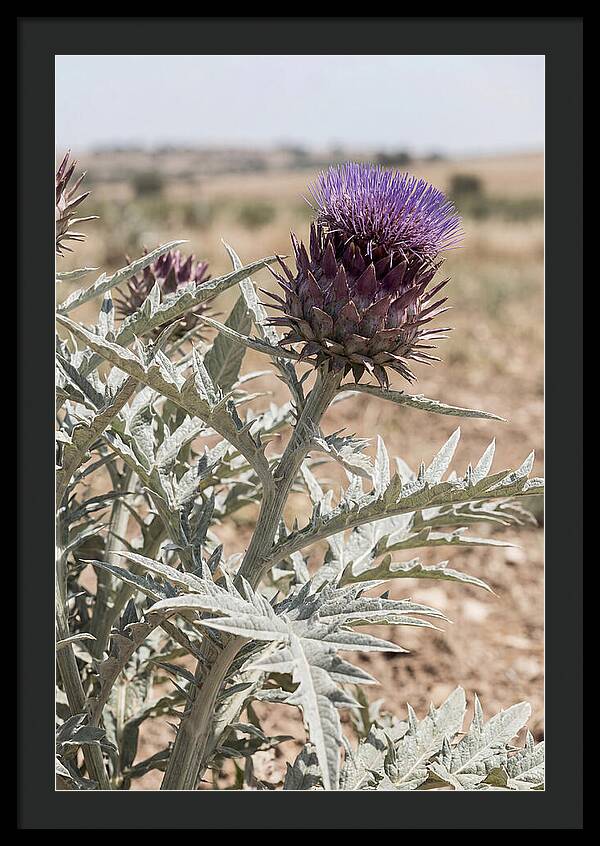 Cardoon With Dramatic Silvery Leaves