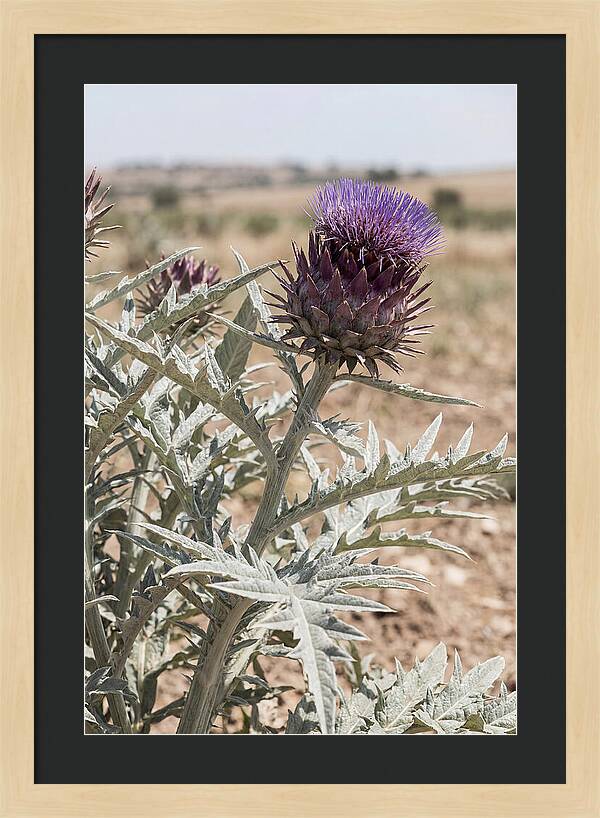 Cardoon With Dramatic Silvery Leaves