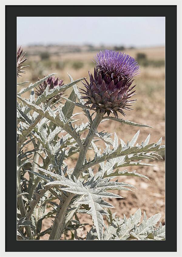 Cardoon With Dramatic Silvery Leaves