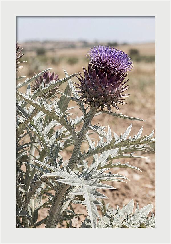 Cardoon With Dramatic Silvery Leaves