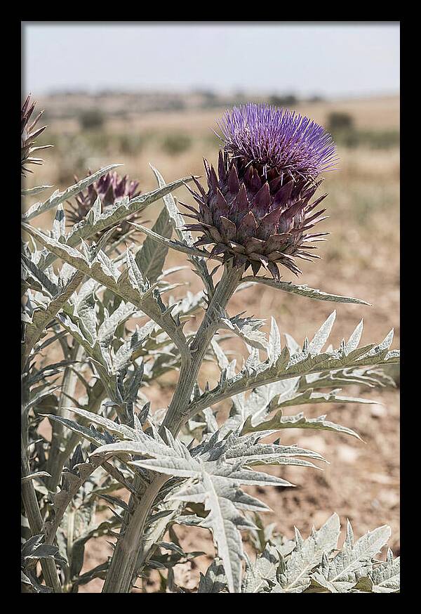 Cardoon With Dramatic Silvery Leaves