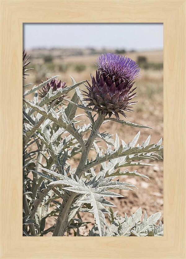 Cardoon With Dramatic Silvery Leaves